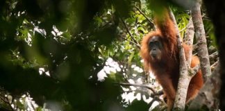 Dramático declive de la población del orangután de Borneo