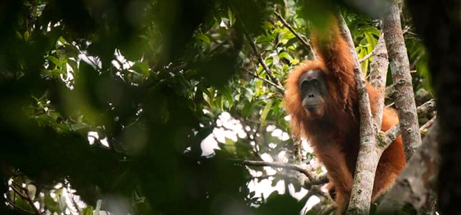 Dramático declive de la población del orangután de Borneo