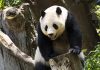 ¿Dónde habitan los únicos osos panda que no pertenecen a China?