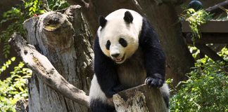 ¿Dónde habitan los únicos osos panda que no pertenecen a China?