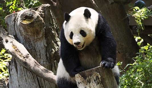 ¿Dónde habitan los únicos osos panda que no pertenecen a China?