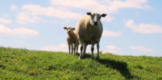 España lidera un proyecto comunitario sobre agroforestería