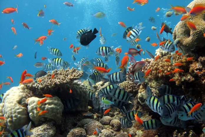 ¿Qué tipo de peces son capaces de vivir en lagos helados?