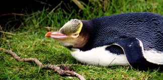 El pingüino más raro del mundo está en peligro de extinción