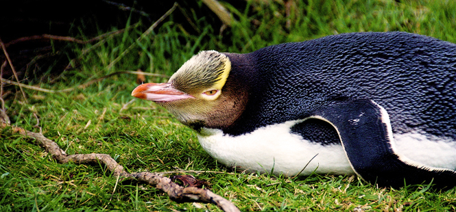 El pingüino más raro del mundo está en peligro de extinción