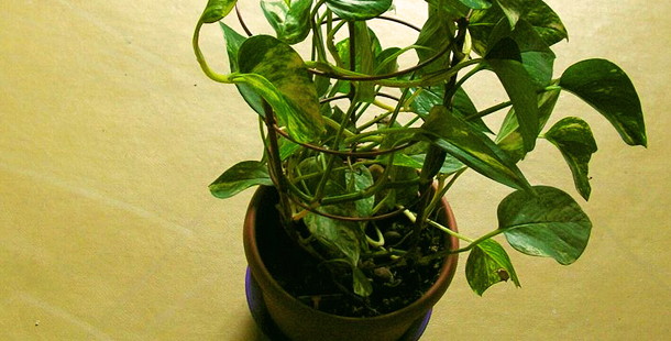 Potus, la planta que purifica el aire del interior de tu casa - Ambientum  Portal Lider Medioambiente