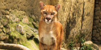 Se extingue el puma americano