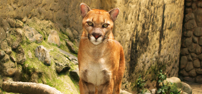 Se extingue el puma americano