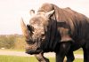 Más de mil rinocerontes mueren cada año