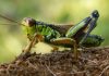 Los plaguicidas amenazan la supervivencia de grillos y saltamontes