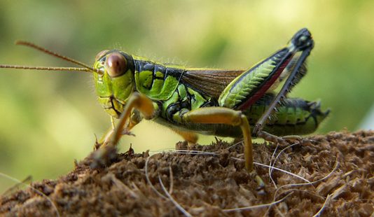 Los plaguicidas amenazan la supervivencia de grillos y saltamontes