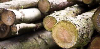 Las subastas de madera suponen más de 100 millones de euros para la economía española en 2017