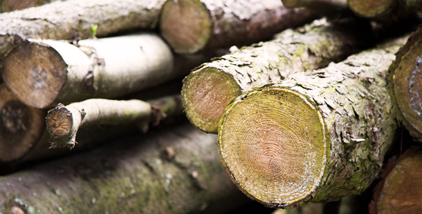 Las subastas de madera suponen más de 100 millones de euros para la economía española en 2017