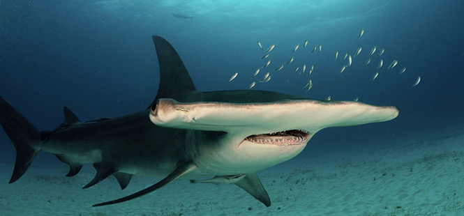 La decadencia de los tiburones