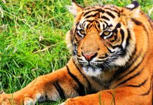 ¿Es posible duplicar tigres?