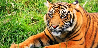 ¿Es posible duplicar tigres?
