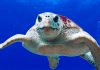 Las playas españolas ayudan a la supervivencia de la tortuga boba