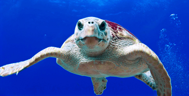 Las playas españolas ayudan a la supervivencia de la tortuga boba
