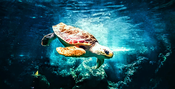 Nueva perspectiva para las tortugas marinas