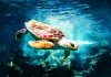 Las tortugas marinas son uno de los animales más afectados por la basura oceánica