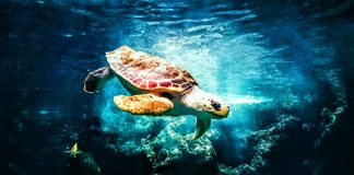 Las tortugas marinas son uno de los animales más afectados por la basura oceánica