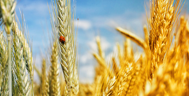 El dicamba sigue los pasos del glifosato en una nueva polémica sobre herbicidas y transgénicos