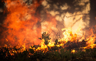 bosque-incendio-BOLETIN-3