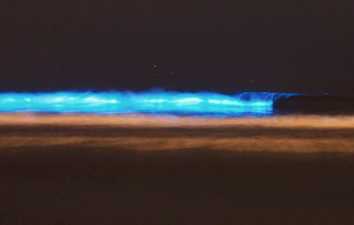 olas-bioluminescentes-BOLETIN