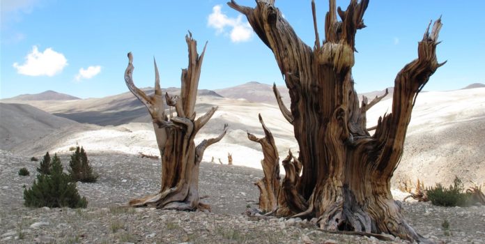 Qué árboles resisten mejor la sequía? - Ambientum