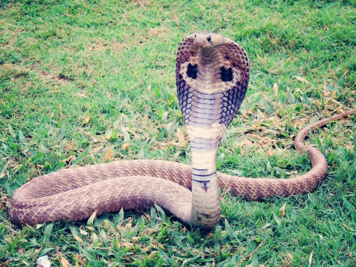 cobra real