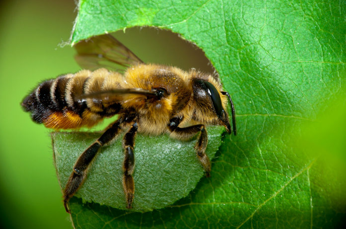 Impactantes datos sobre las abejas que no sabías