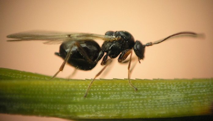 Avispas que se convierten en momias