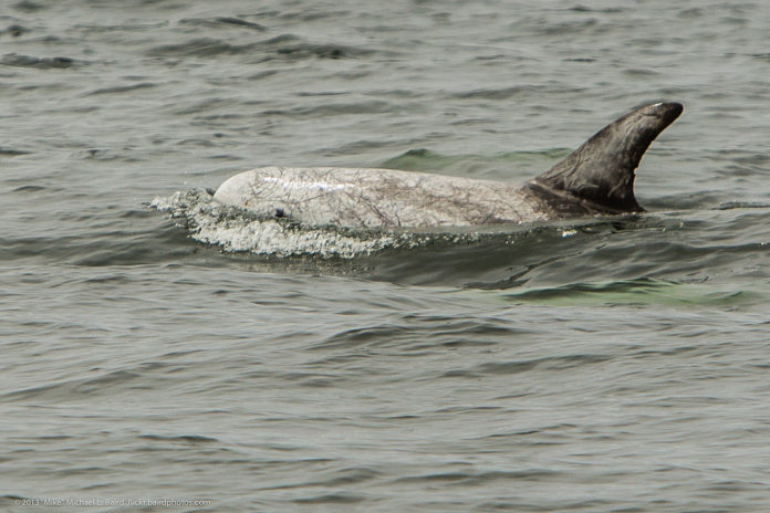 Animales marinos en peligro - Ambientum Portal Lider Medioambiente