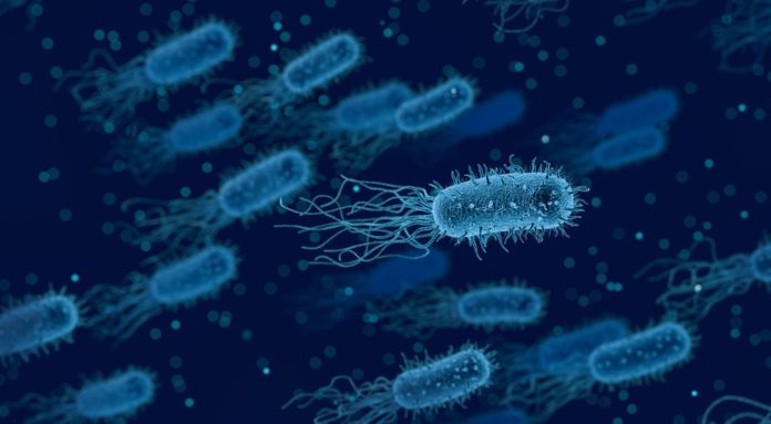 Placas solares que usan bacterias para generar electricidad