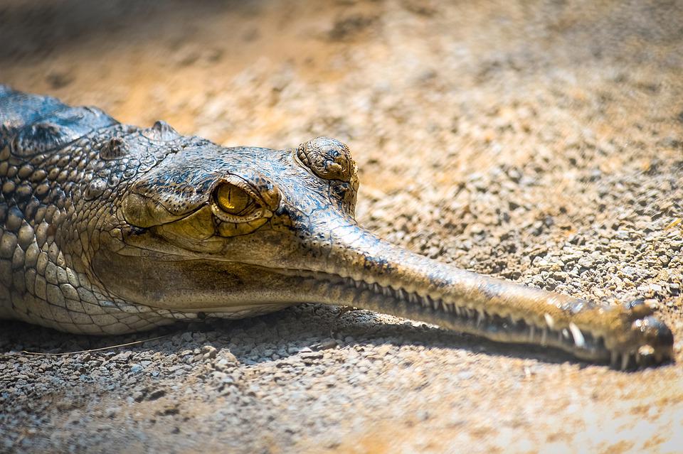 Una especie de cocodrilo está al borde de la extinción - Ambientum