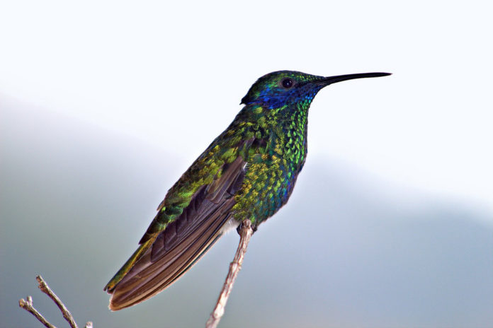 Curiosidades del colibrí