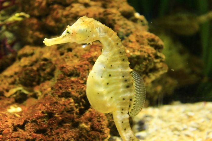 Datos curiosos sobre los caballitos de mar