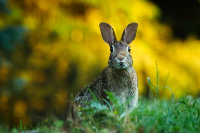 Curiosidades sobre los conejos