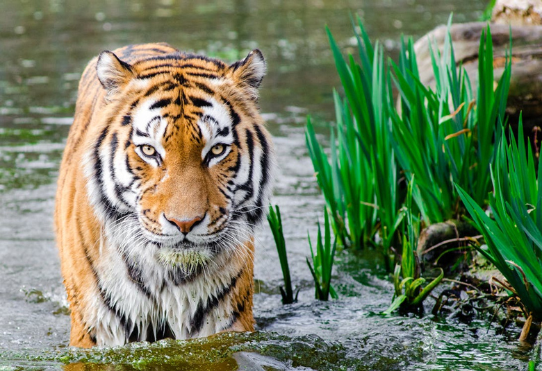 Día Mundial de la Naturaleza