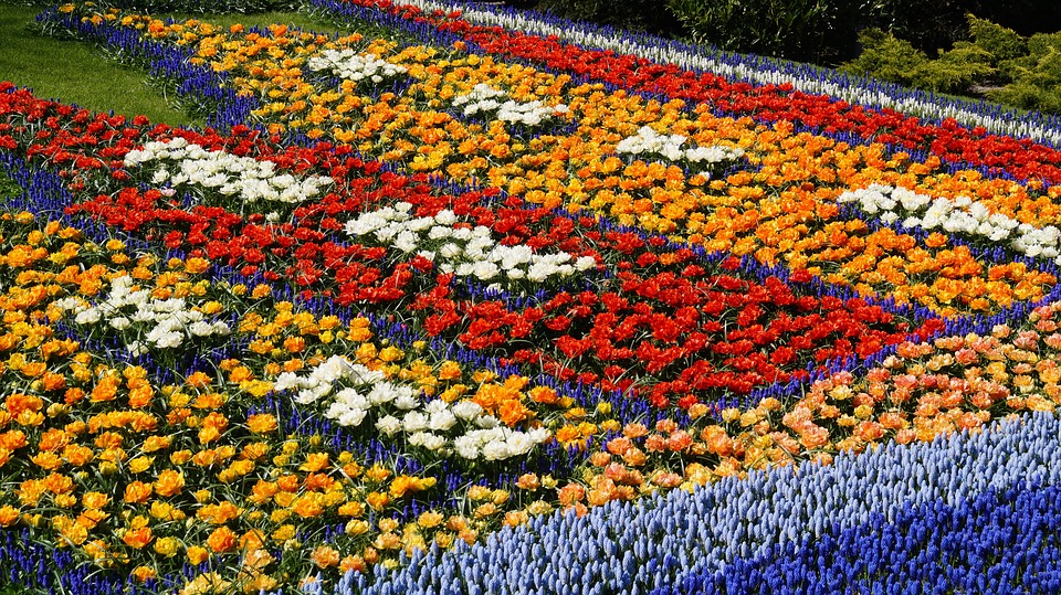 Cómo se forman los colores de las flores? - Ambientum Cómo se forman los colores de las flores? - Ambientum