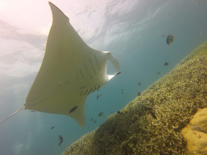 Nuevo tipo de filtro de agua basado en la mantarraya