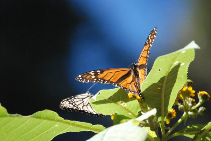 Curiosidades que quizás no sabías sobre las mariposas