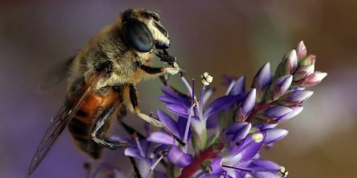 La abeja más grande del mundo