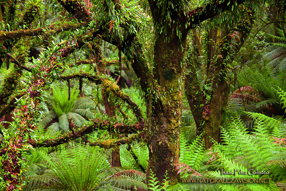 Día Internacional de los Bosques - Ambientum Portal Lider Medioambiente