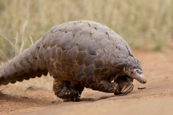 Datos curiosos del pangolín