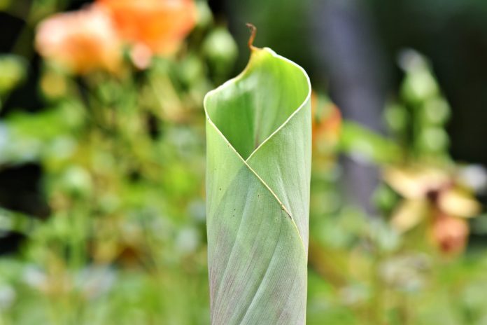 La hoja de plátano sustituye a la bolsa de plástico