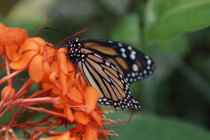 El sonido de la mariposa monarca es único en el mundo