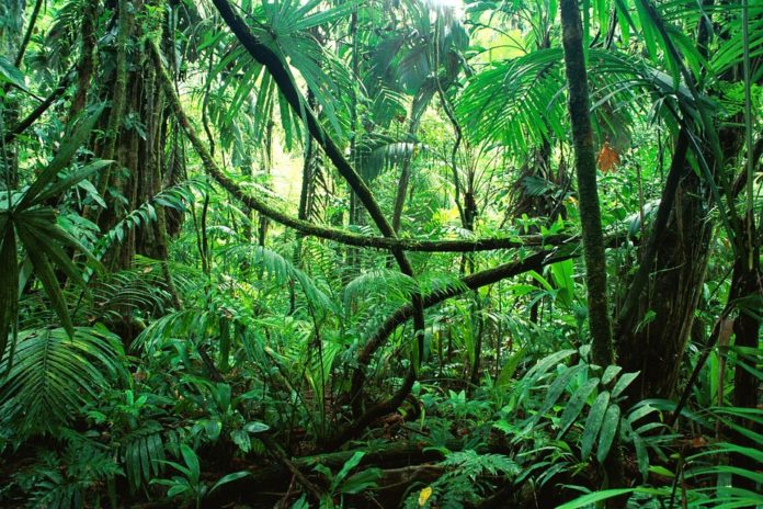 Resultado de imagen de selva amazonica