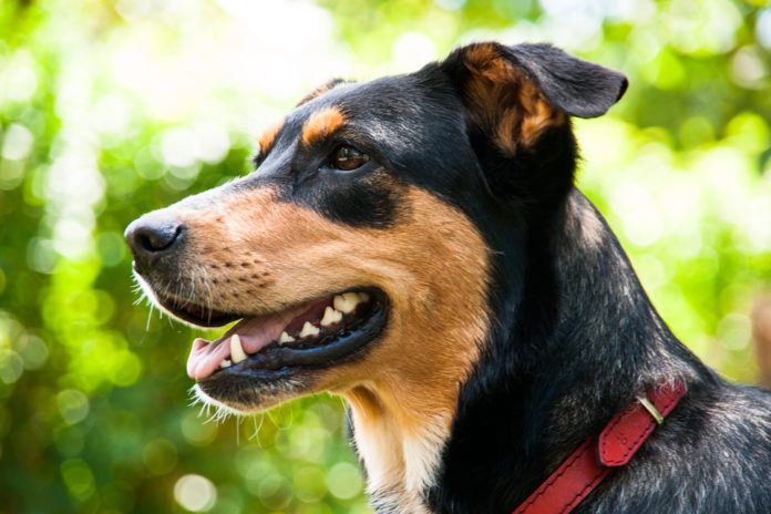 Hallan El Enigma De La Domesticacion De Los Animales Ambientum