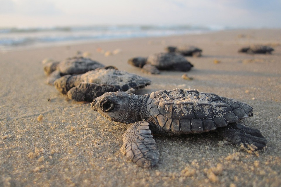 Tortuga verde hacia el mar